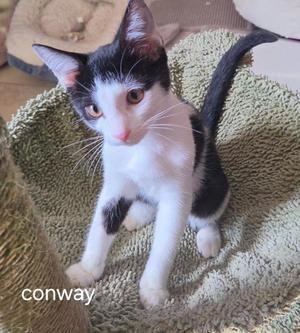 A black and white kitten sitting on a green textured blanket.