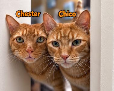 Chico: The Big Softie Who'll Steal Your Sofa, senior, available for adoption