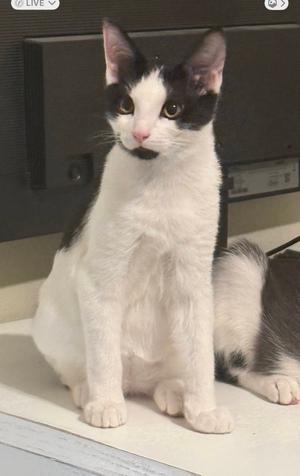 Clyde, kitten, available for adoption
