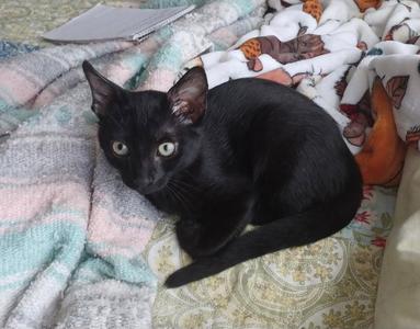 Braven, kitten, available for adoption