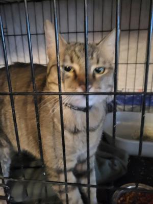 Charleston Brown, adult, available for adoption