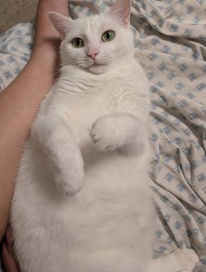 A white cat lying on its back with its paws up, being held by a person.