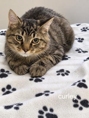 Curley, kitten, available for adoption