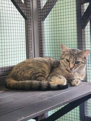 A tabby cat sitting on a wooden platform inside a wire enclosure.