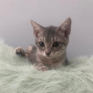 Cashew, kitten, available for adoption