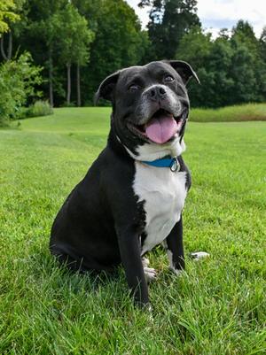 Walter, Staffordshire Bull Terrier Mix, senior, available for adoption