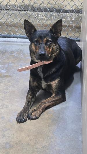 Tora, Mixed Breed, adult, available for adoption