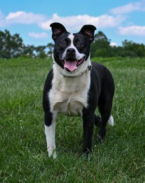 Thicc Rick, Mixed Breed, adult, available for adoption