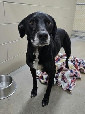 Louie, Labrador Retriever Mix, senior, available for adoption