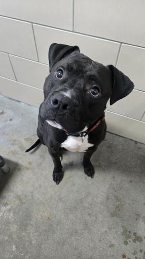 black dog with white chest