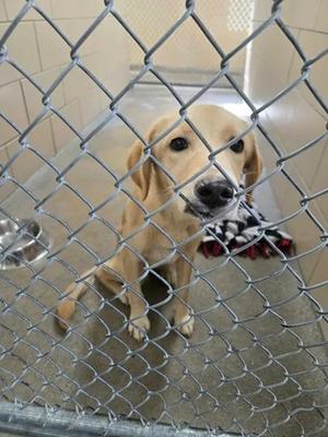 A golden retriever puppy sitting behind a chain-link fence in a kennel, holding a black and white toy in its mouth.