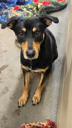 Brutus, German Shepherd Dog Mix, young, available for adoption