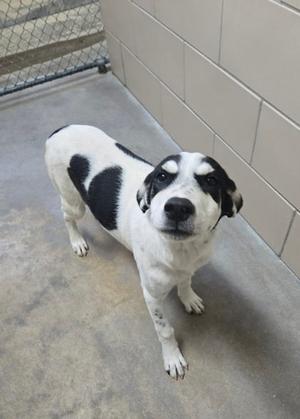 A black and white dog standing on a concrete floor, looking up at the camera.