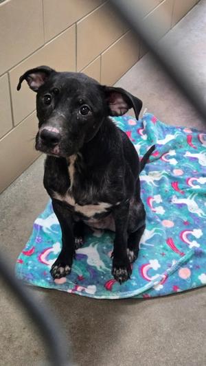 Smeagol, Mixed Breed, young, available for adoption