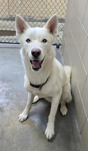 A white dog with blue eyes sitting on a concrete floor in a kennel.