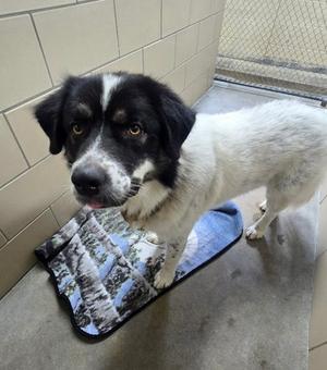 Sal, Mixed Breed, adult, available for adoption