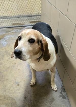 Copper, Mixed Breed, senior, available for adoption