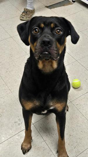 Georgia, Rottweiler Mix, adult, available for adoption