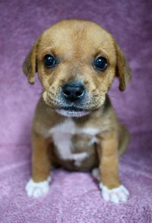 A small brown puppy with white paws and a white chest, sitting on a purple blanket.