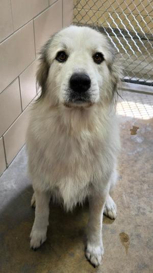 A fluffy white dog with a black nose and brown eyes is sitting on a concrete floor in a kennel. The dog has long fur and is looking directly at the camera. The background includes a tiled wall and a chain-link fence.