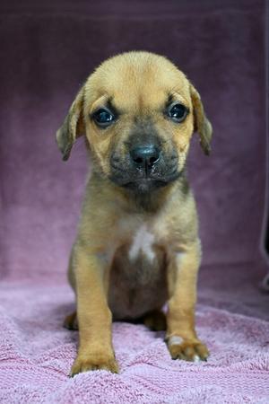 A small brown puppy with big blue eyes sitting on a pink blanket.