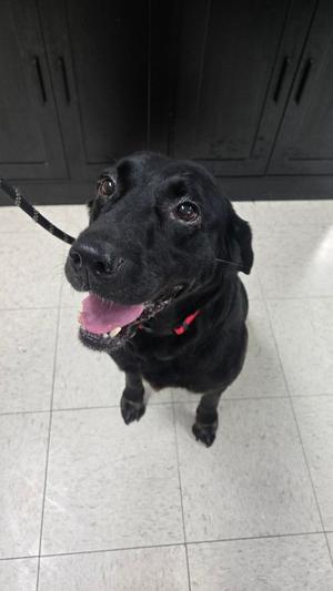 Teagan, Mixed Breed, adult, available for adoption