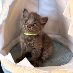 Audrey Hepburn, available for adoption