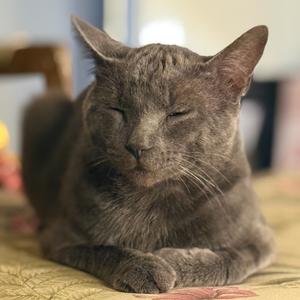 Bram, available for adoption