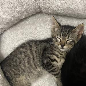 Baby Skywalker, available for adoption