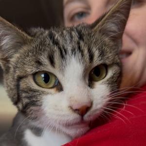 Amber, available for adoption