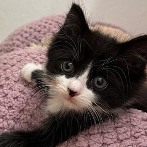 Baby Obi-Wan, available for adoption