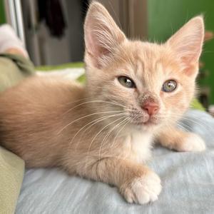 Big Yeti, kitten, available for adoption