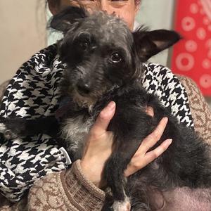 Gilbert, Terrier, adult, available for adoption