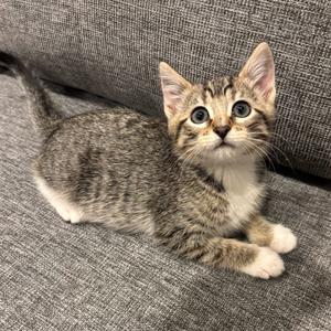 A tabby kitten with blue eyes is lying on a gray couch.