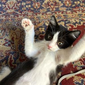 Carlos Alcaraz, kitten, available for adoption