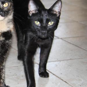 Boo Huerta, available for adoption