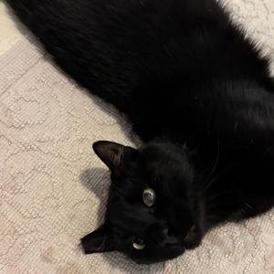 Bear Arthur, available for adoption