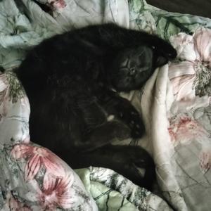 Benito, available for adoption