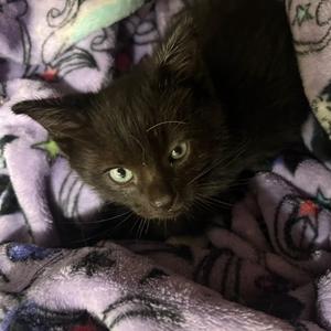 Brookie, available for adoption