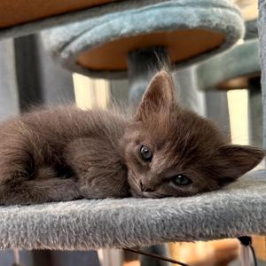 Bette Davis, available for adoption