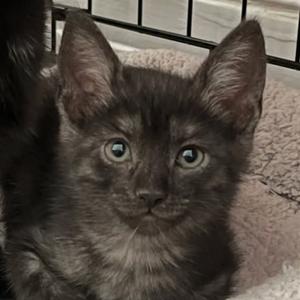 A close-up of a gray kitten with blue eyes, sitting on a soft surface.