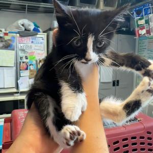 Ava Daniels, kitten, available for adoption