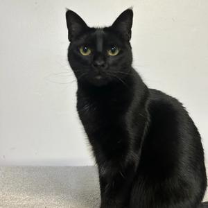 Ashleigh Barty, available for adoption
