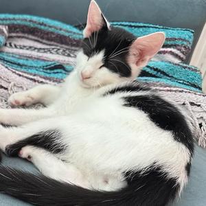 Armand, kitten, available for adoption