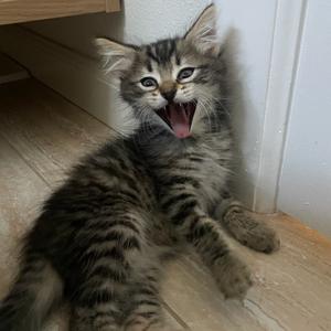 Baby Grogu, available for adoption