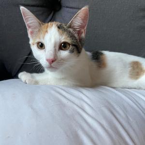 Brisket, available for adoption