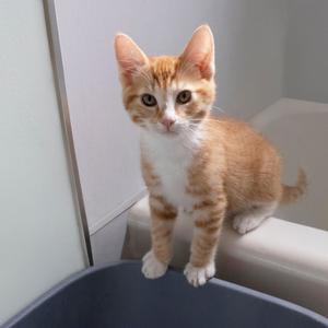 An orange and white tabby kitten sits on the edge of a bathtub.