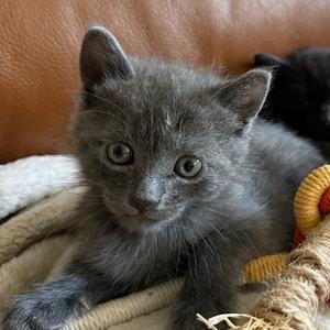 Aberdeen, available for adoption
