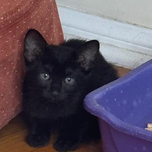 Bellatrix, kitten, available for adoption