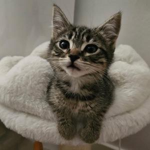 A small tabby kitten sitting in a white fluffy cat bed.